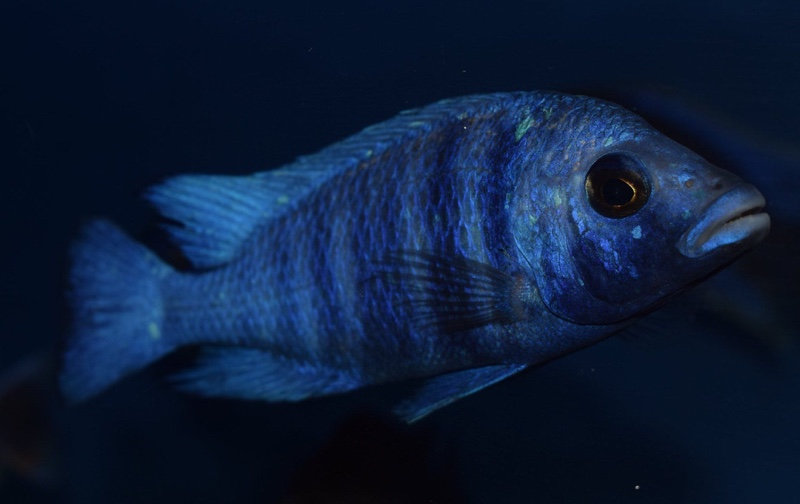 Placidochromis sp. 'phenochilus tanzania'